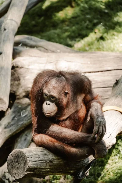 Orangutang Som Sitter Stock Ett Zoo — Stockfoto