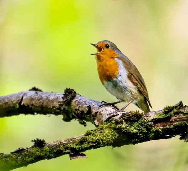 Närbild Sjungande Europeisk Rödhake Uppe Mossig Trädgren Solljuset — Stockfoto