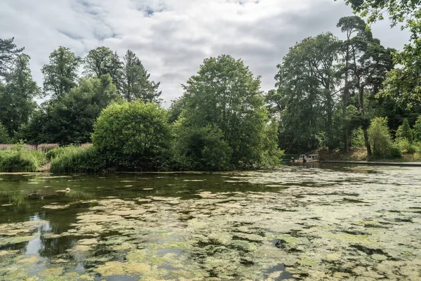 Agua Del Lago Staffordshire Con Algas Día Soleado Stoke Trent — Foto de Stock