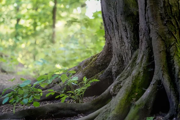 木の根で成長する若い植物のクローズアップショット — ストック写真