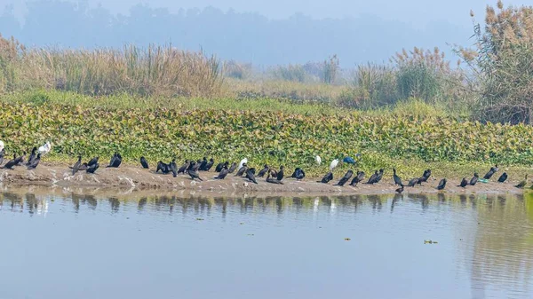 Eine Gruppe Wasservögel Sonnt Sich Der Nähe Des Sees — Stockfoto