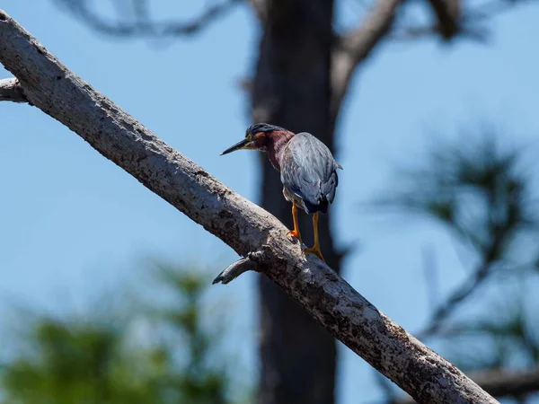 Green Heron Perched Tree Branch Miramar Beach Florida — Stock Photo, Image