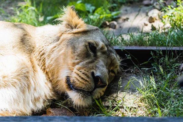 Ein Löwenweibchen Liegt Boden Und Sieht Traurig Aus Londoner Zoo — Stockfoto