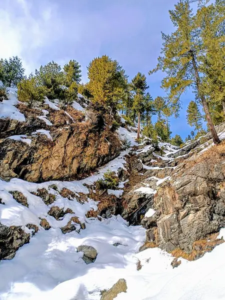 Piękny Zimowy Krajobraz Wysokimi Zielonymi Drzewami Górach — Zdjęcie stockowe