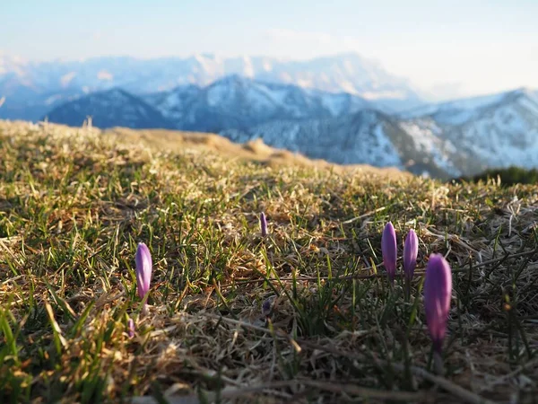 Crocuses Mountains Spring — Stock Photo, Image