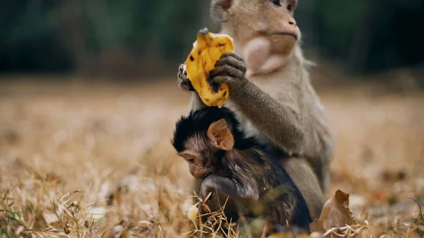 An adorable monkey with a banana and the baby in the savanna