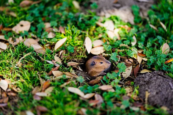 Gros Plan Une Jolie Marmotte — Photo