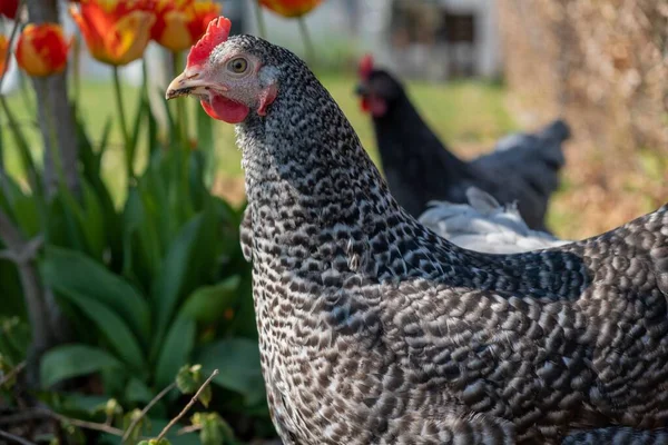 Beautiful Shot Plymouth Rock Chicken — Stock Photo, Image