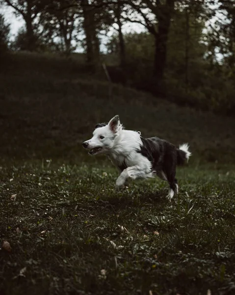 Lodret Skud Mandlig Grænse Collie Hund Løber Gennem Eng - Stock-foto