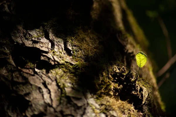 Primo Piano Dettagli Una Pianta Muschiata Verde — Foto Stock