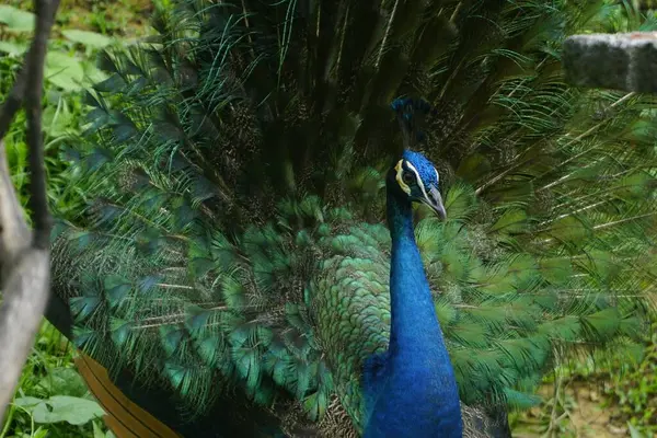 Adorabile Peafowl Con Bella Coda Verde Aperta — Foto Stock