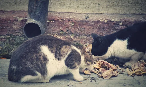 Close Raça Curta Gatos Comendo Forragem Parque — Fotografia de Stock