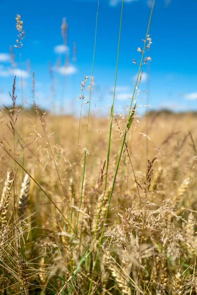 Mavi Gökyüzünün Önündeki Makro Buğday Gibi — Stok fotoğraf