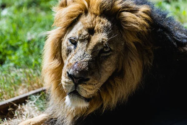 ロンドン動物園のカメラを見て怒っている男性ライオンの肖像画 — ストック写真