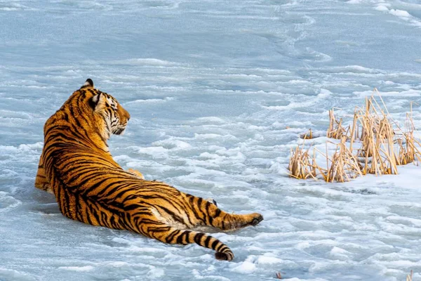 A rescued tiger lounges on the ice in the animal sanctuary where it has been placed.