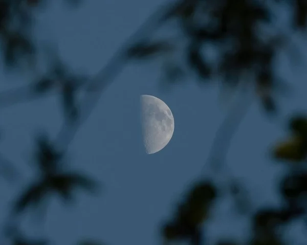 Meia Lua Através Galhos Árvore Contra Fundo Azul Escuro Céu — Fotografia de Stock
