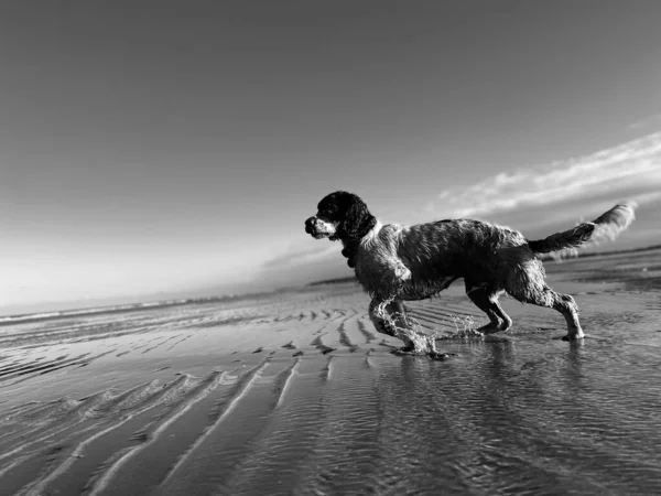 Grayscale Shot Wet English Setter Dog Standing Sand Swimming — Stock Photo, Image