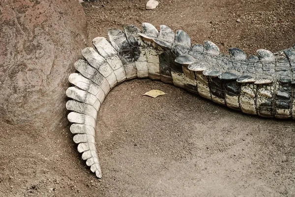 Closeup Shot Tail Crocodile Ground — Stock Photo, Image