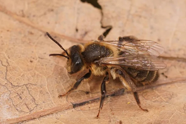 Detailed Closeup Fresh Emerged Female Chocolate Solitary Mining Bee Andrena — Stok fotoğraf