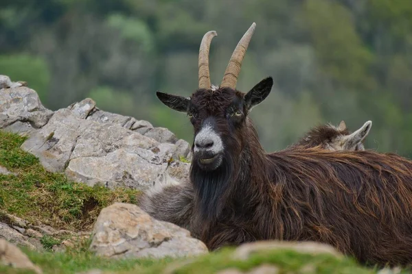 Macho Cabrío Moreno Sentado Campo Sobre Fondo Borroso Naturaleza — Foto de Stock