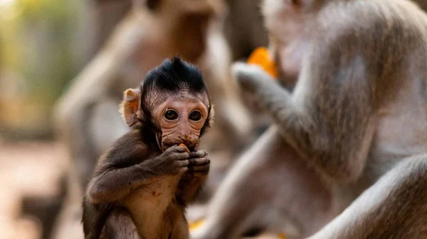 Primer Plano Mono Bebé Comiendo Una Zanahoria Con Otros Monos —  Fotos de Stock