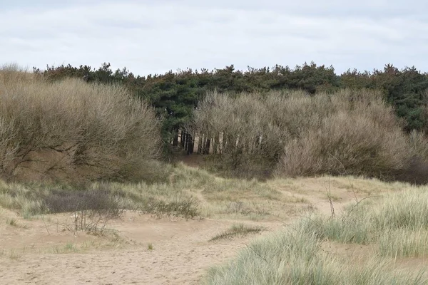 Una Vista Panorámica Los Árboles Hierba Alrededor Crosby Beach Inglaterra —  Fotos de Stock