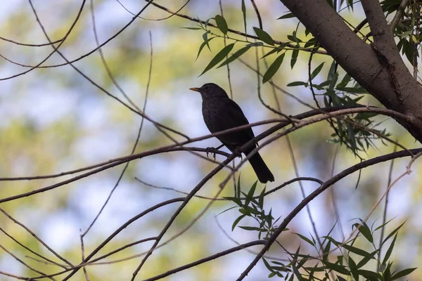 Shallow Focus Common Blackbird Perched Tree Branch — Stock Photo, Image