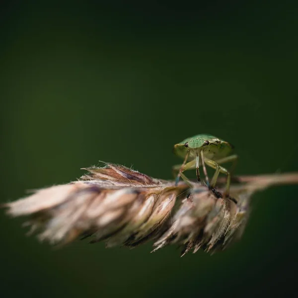 Ένα Μακροσκοπικό Πλάνο Ενός Πράσινου Εντόμου Ένα Φυτό Σιταριού Θολή — Φωτογραφία Αρχείου