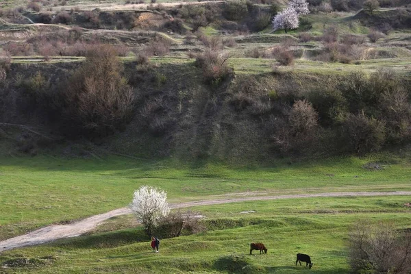 Вид Воздуха Людей Стоящих Рядом Цветущим Деревом Коровами Зеленом Поле — стоковое фото