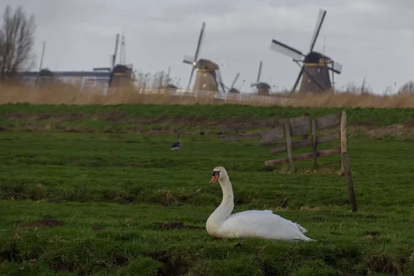 Wiatraki Kinderdijk Koło Rotterdamu Holandii Łabędziem Siedzącym Pobliżu — Zdjęcie stockowe