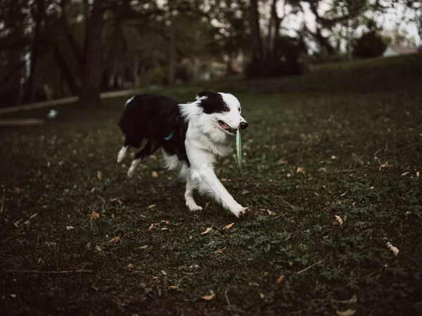 Chien Collie Frontière Mâle Courant Travers Une Prairie Avec Frisbee — Photo