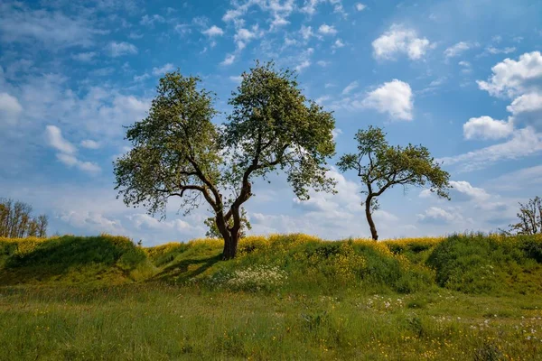 Прекрасний Вид Жовті Квіти Ростуть Біля Дерев Полі — стокове фото