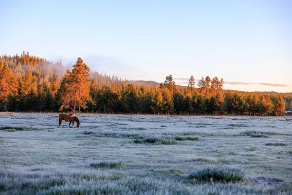 Scenic View Horse Grazing Meadow Pine Forest Sunriver Oregon — Stock Photo, Image