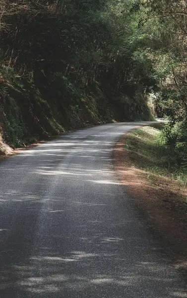 Tiro Vertical Uma Estrada Através Uma Bela Floresta — Fotografia de Stock