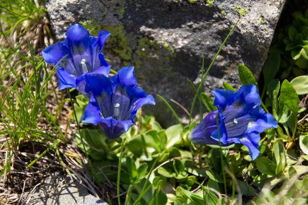 フランスのピレネー山脈の鮮やかな花々 — ストック写真