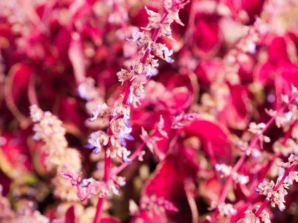 一个充满活力的特写明亮的粉红色花与紫色的口音在模糊的背景下 — 图库照片