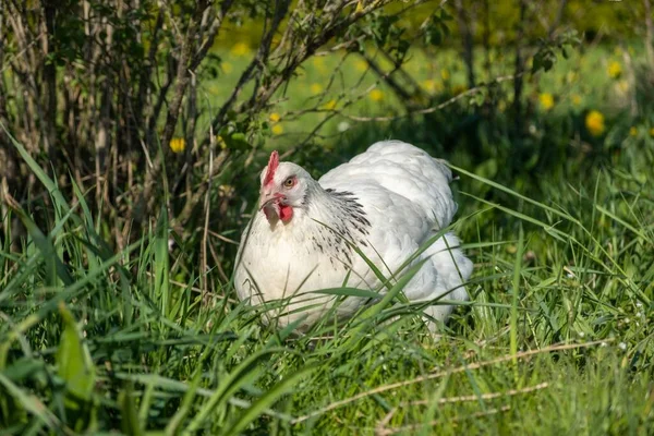 白い鶏の美しいショット — ストック写真