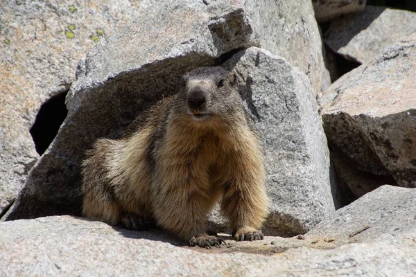 Marmot Pyrenees France — Stock Photo, Image