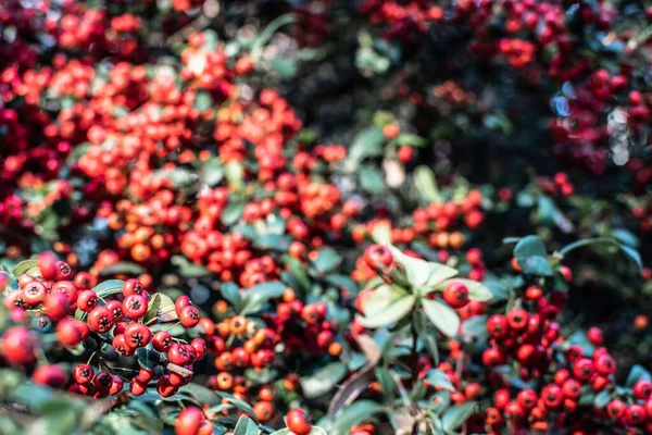 Výběrový Ohniskový Snímek Šarlatového Keře Pyracantha Coccinea — Stock fotografie