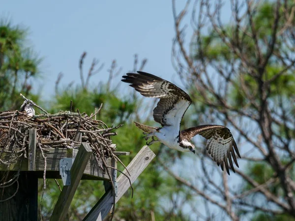 Selektiv Fokusbild Osprey Som Flyger Från Boet Miramar Beach Florida — Stockfoto