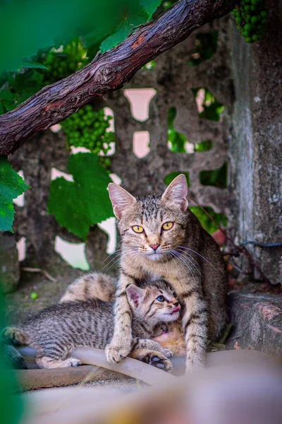 Ένα Κάθετο Πλάνο Μιας Μητέρας Γάτας Που Προστατεύει Γατάκια Της — Φωτογραφία Αρχείου