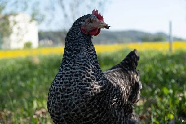 Beautiful Shot Plymouth Rock Chicken — Stock Photo, Image