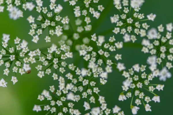 Makro Záběr Bílého Kvetoucího Rostlinného Kmínu Nebo Poledníku Fenyklu Zahradě — Stock fotografie