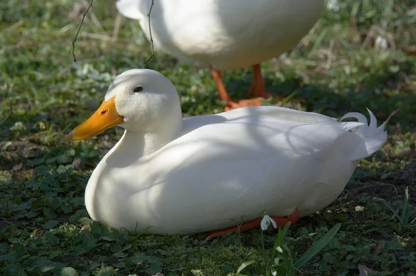 Egy Közeli Kép Egy Aranyos Fehér Kacsáról Ahogy Fűben Fekszik — Stock Fotó