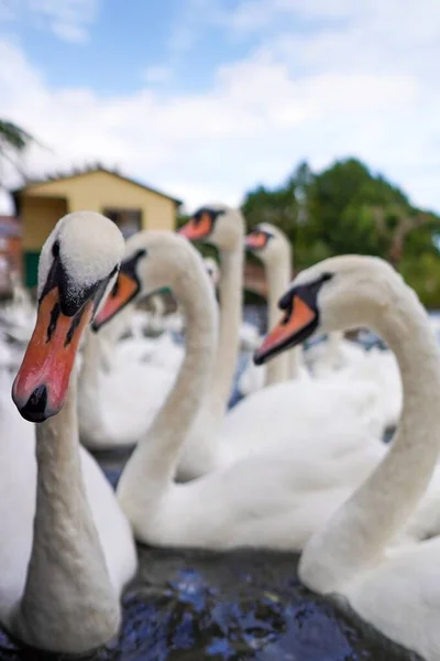 Tiro Vertical Cisnes Mudos Nadando Uma Lagoa — Fotografia de Stock