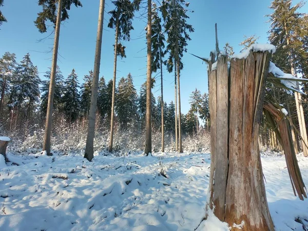 Снежный Лес Редкими Деревьями Солнечный День — стоковое фото