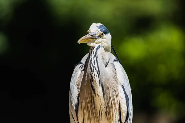 Retrato Cigüeña Blanca Con Patrones Azules Sus Plumas Fondo Verde — Foto de Stock