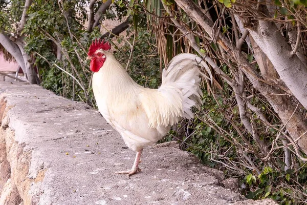 Close Shot Rooster Standing Wall Background Bushes — Stock Photo, Image