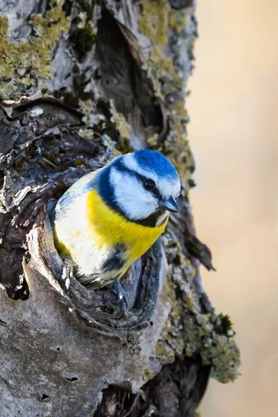 Beautiful Blue Tit Nest Tree — стоковое фото