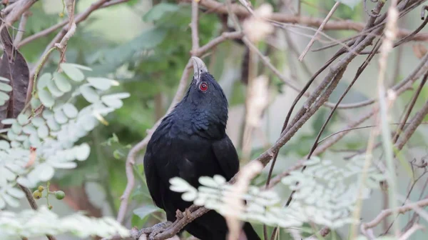 Eine Nahaufnahme Eines Schwarzen Asiatischen Koelvogels Der Einem Baum Hockt — Stockfoto